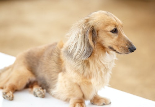 ミニチュア ダックスフンドの適正体重は ダイエット方法と肥満にさせない予防策を解説 獣医師監修 わんクォール ミニチュア ダックスフンドの適正体重は ダイエット方法と肥満にさせない予防策を解説 獣医師監修 わんクォール