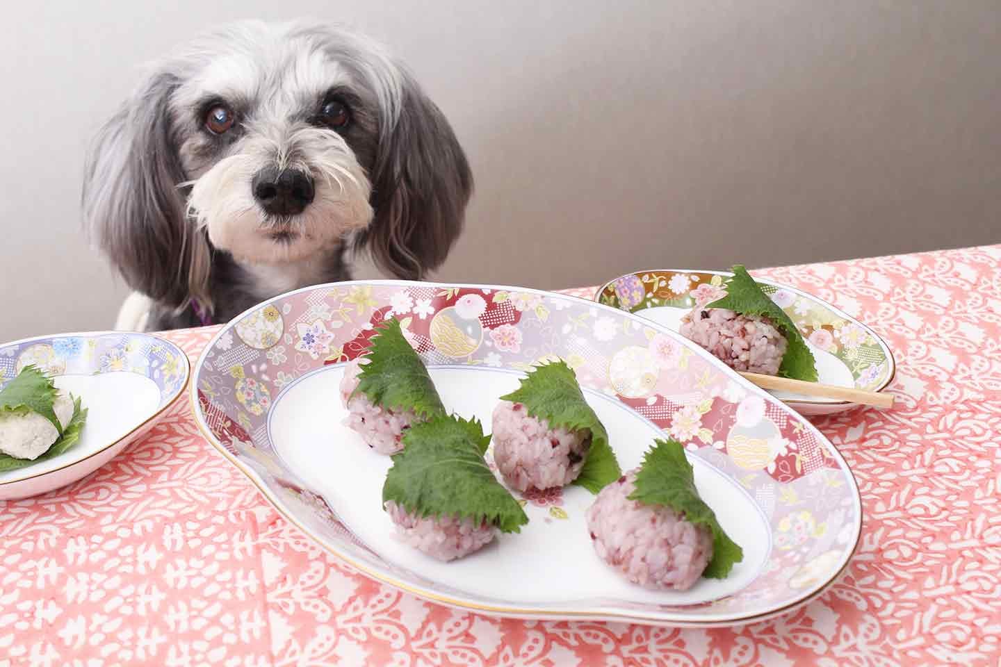 【消化吸収◎】愛犬用道明寺の桜餅風おやつ♡「ごはん」と鶏肉で作る安心＆ヘルシーレシピ