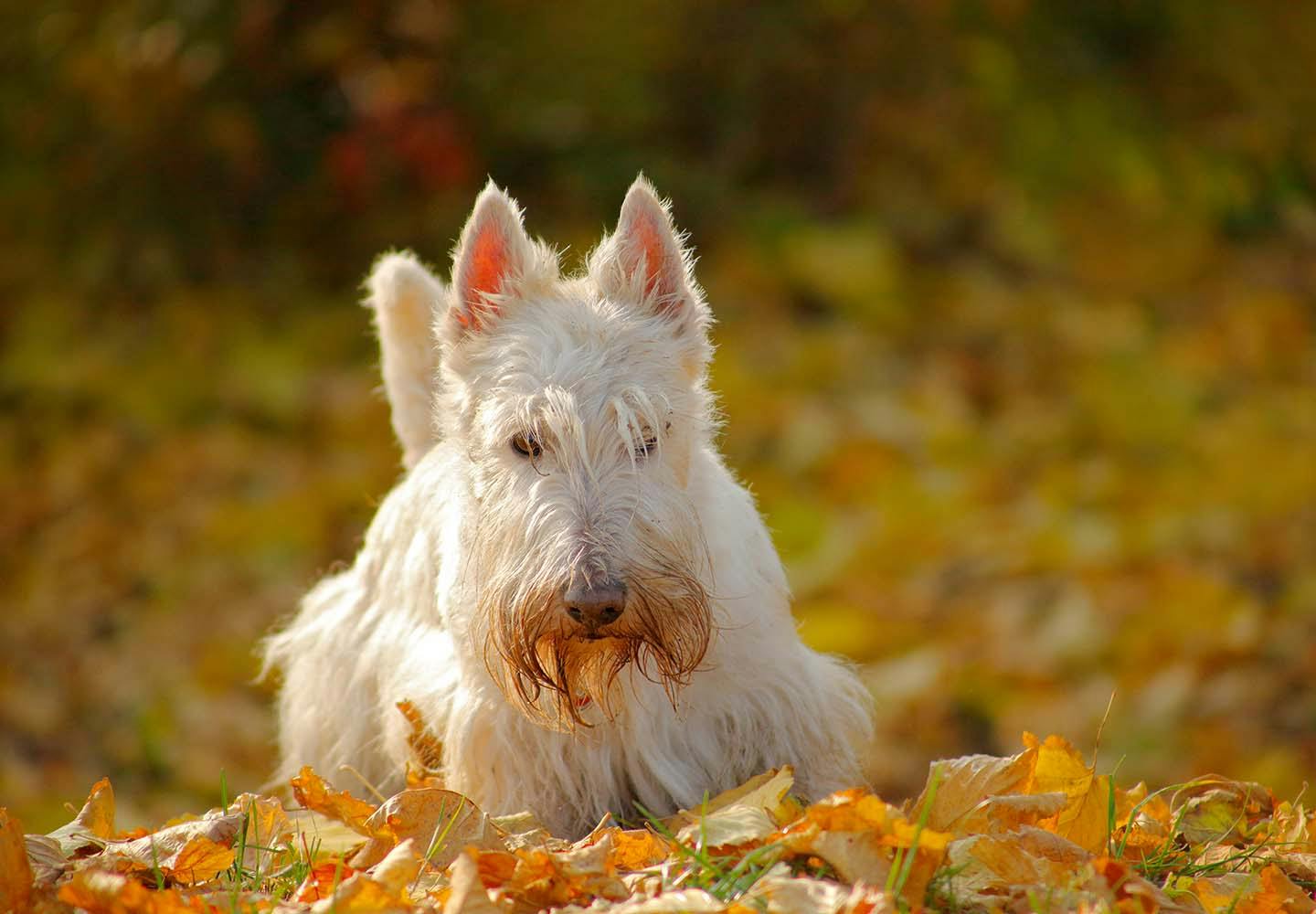スコティッシュ・テリア（スコッティ）の性格や特徴は？しつけのコツや