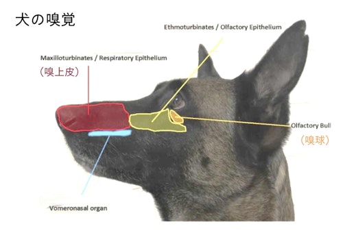 犬の鼻の構造図