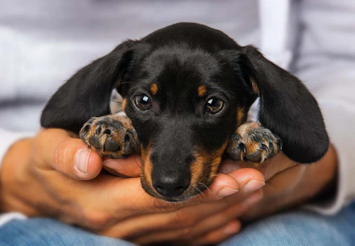 ミニチュア ダックスフンドの適正体重は ダイエット方法と肥満にさせない予防策を解説 獣医師監修 わんクォール ミニチュア ダックスフンドの適正体重は ダイエット方法と肥満にさせない予防策を解説 獣医師監修 わんクォール