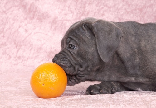 犬にオレンジを食べさせても大丈夫 メリットや適量 注意点などを解説 獣医師監修 わんクォール