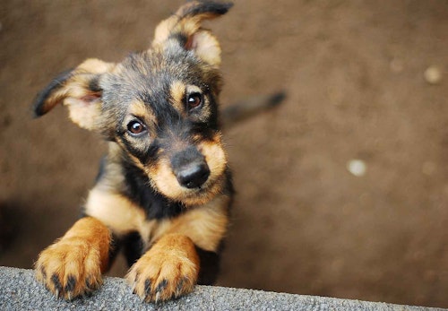 犬の事件簿 宅配の人が愛犬を連れ去った 犬を連れ去った人はどんな罪に問われるの わんクォール