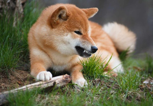 柴犬が笑顔になる理由は 行動の裏にある心理を解説 獣医師監修 わんクォール 柴犬が笑顔になる理由は 行動の裏にある心理を解説 獣医師監修 わんクォール