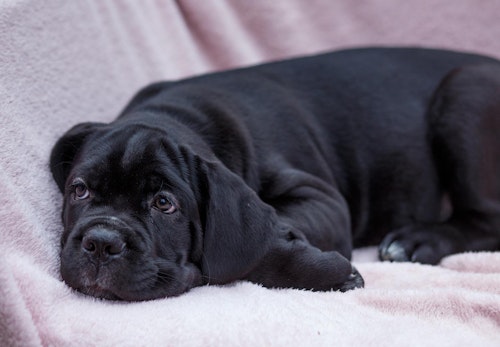 愛犬の歩き方がおかしい 膝蓋骨脱臼 パテラ の原因と予防法について解説 獣医師監修 わんクォール 愛犬の歩き方がおかしい 膝蓋骨脱臼 パテラ の原因と予防法について解説 獣医師監修 わんクォール