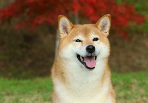 柴犬が笑顔になる理由は 行動の裏にある心理を解説 獣医師監修 わんクォール 柴犬が笑顔になる理由は 行動の裏にある心理を解説 獣医師監修 わんクォール