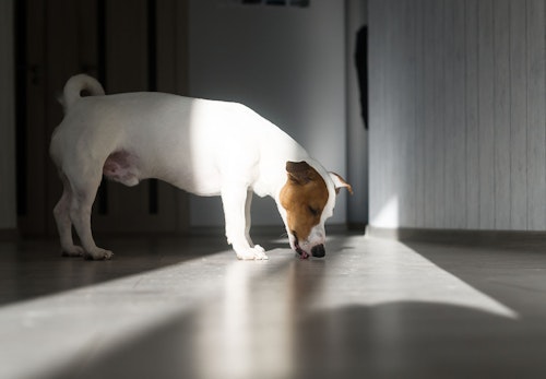 犬が髪の毛を食べる理由とは リスクとやめさせる方法を解説 獣医師監修 わんクォール 犬が髪の毛を食べる理由とは リスクとやめさせる方法を解説 獣医師監修 わんクォール