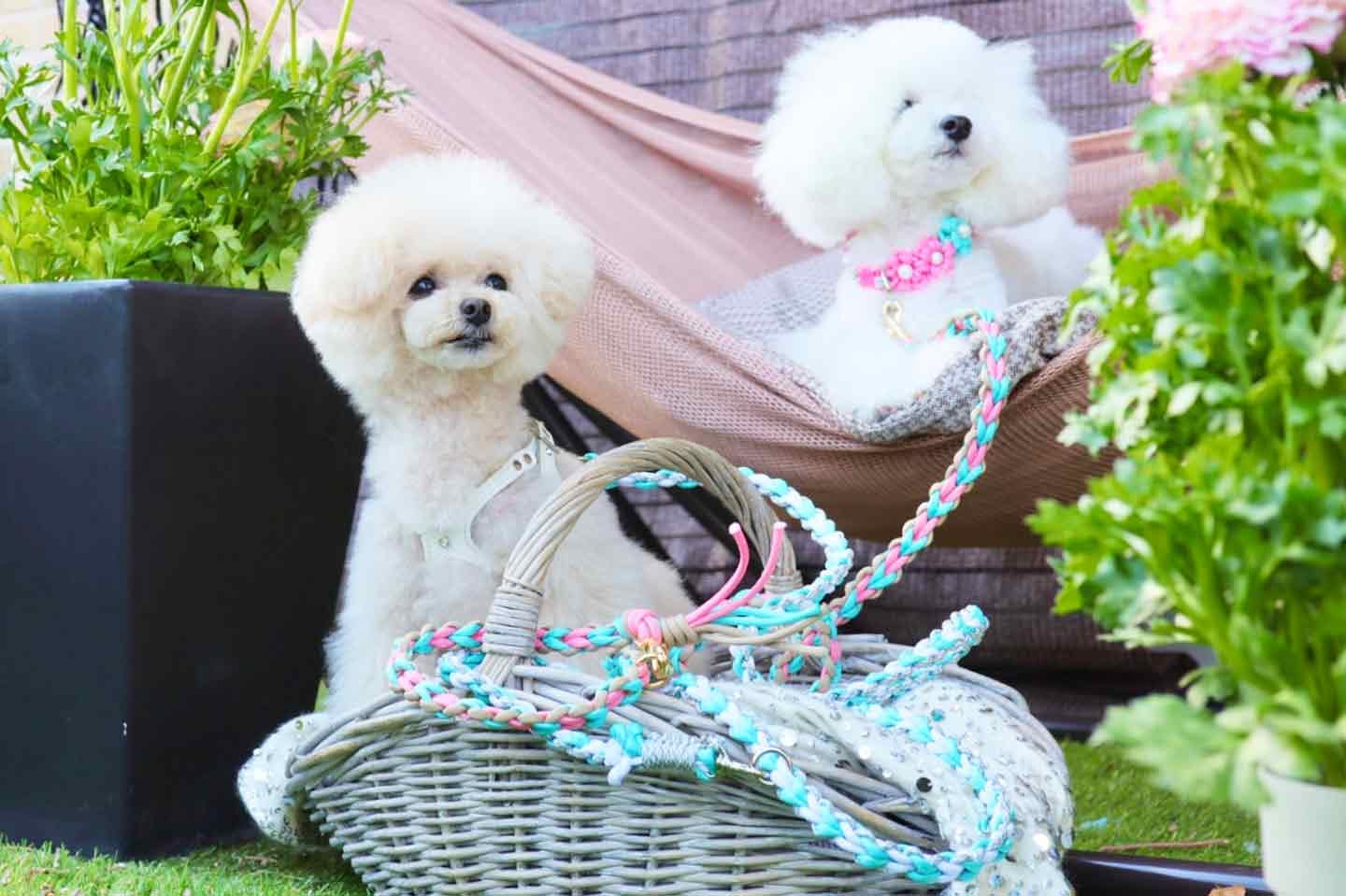 【愛犬用カフェリード】パラコードでハート編み/ラブラブ編み。災害時やアウトドアにも役立つ！
