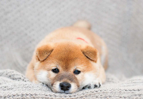 Rvyjppk0m5mom Rvyjppk0m5mom