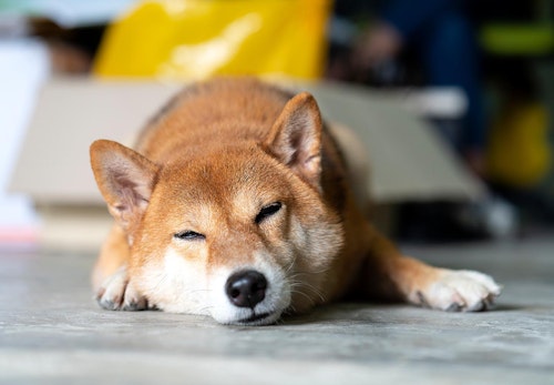 愛犬の歩き方がおかしい 膝蓋骨脱臼 パテラ の原因と予防法について解説 獣医師監修 わんクォール 愛犬の歩き方がおかしい 膝蓋骨脱臼 パテラ の原因と予防法について解説 獣医師監修 わんクォール