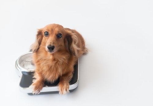 ミニチュア ダックスフンドの適正体重は ダイエット方法と肥満にさせない予防策を解説 獣医師監修 わんクォール ミニチュア ダックスフンドの適正体重は ダイエット方法と肥満にさせない予防策を解説 獣医師監修 わんクォール