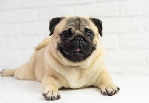 パグの平均寿命や最長寿命は 長生きさせる秘訣やかかりやすい病気について解説 獣医師監修 わんクォール パグの平均寿命や最長寿命は 長生きさせる秘訣やかかりやすい病気について解説 獣医師監修 わんクォール