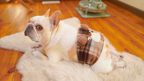 愛犬用ホットパック　着用画像　フレンチブルドッグ
