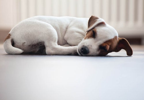 犬のパルボウイルス感染症とは 原因と症状 治療法について解説 獣医師監修 わんクォール 犬のパルボウイルス感染症とは 原因と症状 治療法について解説 獣医師監修 わんクォール