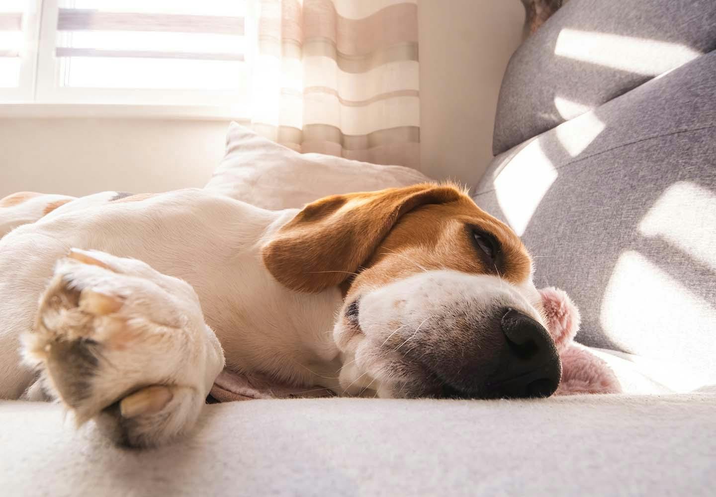 愛犬の歩き方がおかしい 膝蓋骨脱臼 パテラ の原因と予防法について解説 獣医師監修 わんクォール