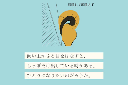 変な犬図鑑no 016 カーテンスキーヌ カーテンの奥に隠れる犬の心理を獣医師が解説 わんクォール 変な犬図鑑no 016 カーテンスキーヌ カーテンの奥に隠れる犬の心理を獣医師が解説 わんクォール