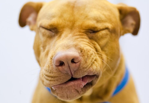 犬の逆くしゃみとは 原因と病気の可能性 対処法について解説 獣医師監修 わんクォール