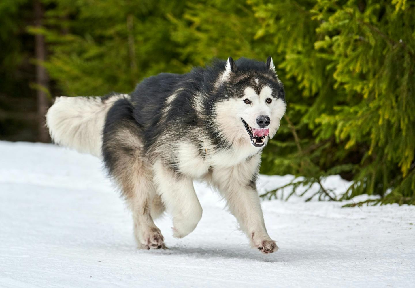 アラスカン・マラミュートの性格や特徴とは？飼う際の注意点やかかり