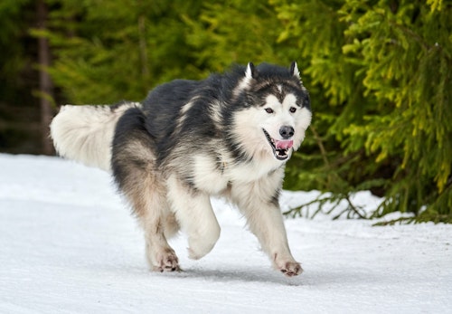 アラスカン マラミュートの性格や特徴とは 飼う際の注意点やかかりやすい病気について解説 獣医師監修 わんクォール アラスカン マラミュートの性格や特徴とは 飼う際の注意点やかかりやすい病気について解説 獣医師監修 わんクォール
