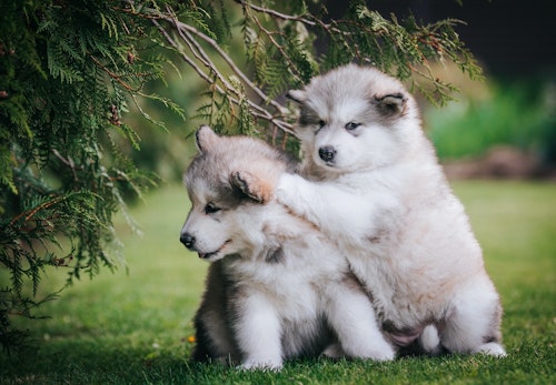 アラスカン マラミュートの性格や特徴とは 飼う際の注意点やかかりやすい病気について解説 獣医師監修 わんクォール アラスカン マラミュートの性格や特徴とは 飼う際の注意点やかかりやすい病気について解説 獣医師監修 わんクォール