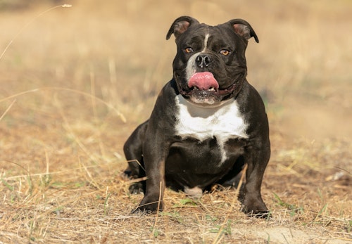 アメリカンブリーの性格の特徴とは 飼う際の注意点やかかりやすい病気について解説 獣医師監修 わんクォール アメリカンブリーの性格の特徴とは 飼う際の注意点やかかりやすい病気について解説 獣医師監修 わんクォール