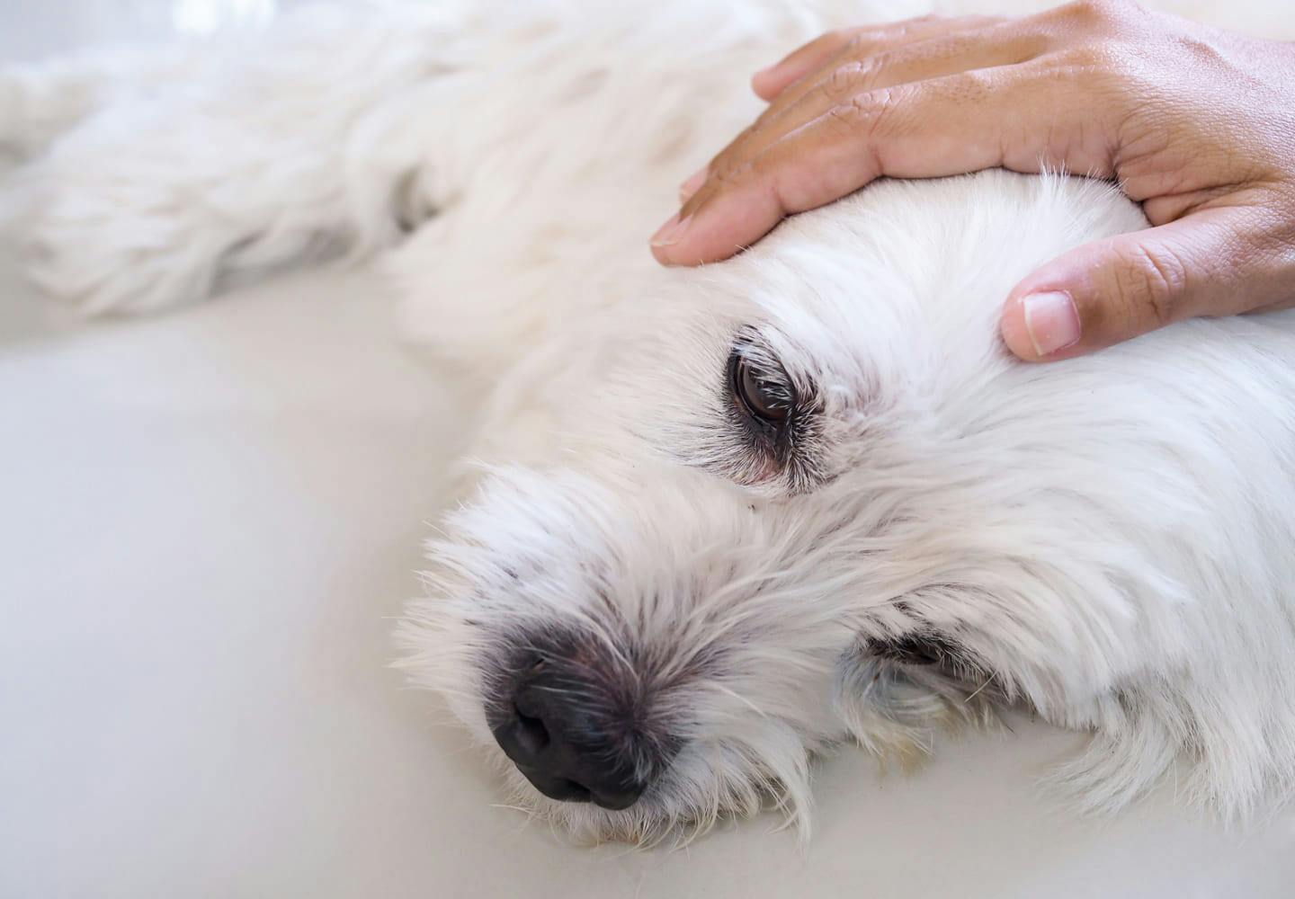 人気 牝犬ペット ぶ