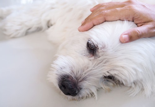 メス犬の陰部の赤い腫れの原因は 病院に行くべき症状と対処法について解説 獣医師監修 わんクォール メス犬の陰部の赤い腫れの原因は 病院に行くべき症状と対処法について解説 獣医師監修 わんクォール