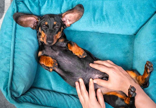 犬の去勢手術の費用はいくらかかる 助成金 補助金についても解説 獣医師監修 わんクォール 犬の去勢手術の費用はいくらかかる 助成金 補助金についても解説 獣医師監修 わんクォール