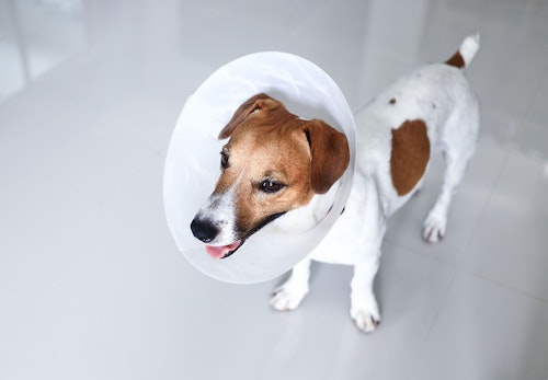 犬の去勢手術の費用はいくらかかる 助成金 補助金についても解説 獣医師監修 わんクォール 犬の去勢手術の費用はいくらかかる 助成金 補助金についても解説 獣医師監修 わんクォール