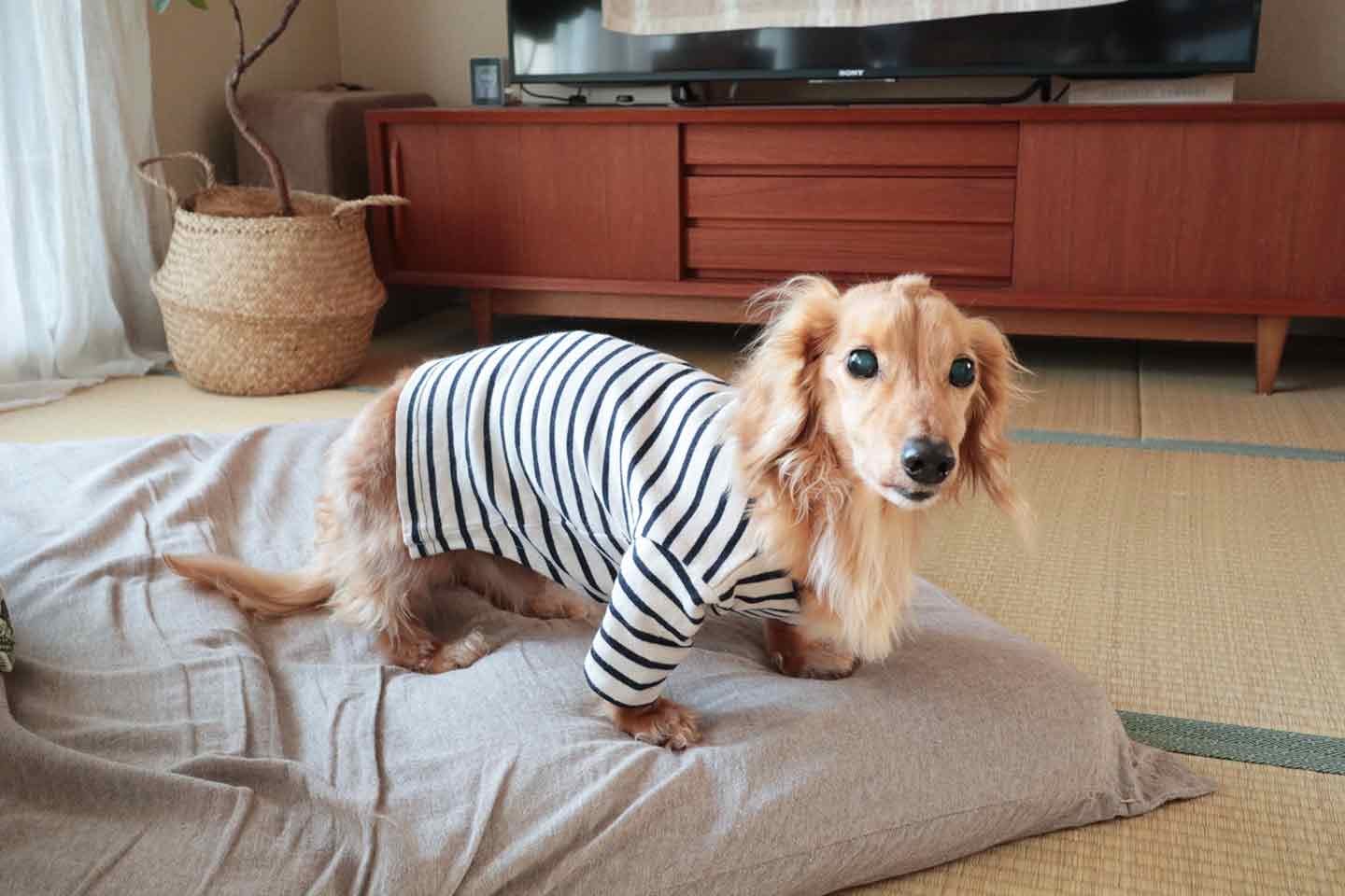Tシャツリメイクで犬洋服をDIY　着画　ミニチュアダックスフント
