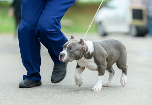 アメリカンブリーの性格の特徴とは 飼う際の注意点やかかりやすい病気について解説 獣医師監修 わんクォール アメリカンブリーの性格の特徴とは 飼う際の注意点やかかりやすい病気について解説 獣医師監修 わんクォール