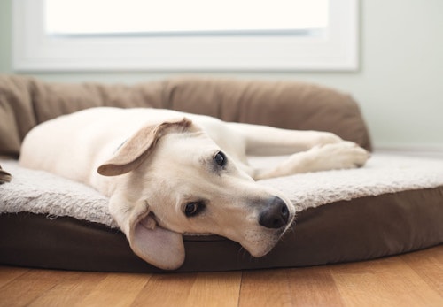 メス犬の陰部の赤い腫れの原因は 病院に行くべき症状と対処法について解説 獣医師監修 わんクォール メス犬の陰部の赤い腫れの原因は 病院に行くべき症状と対処法について解説 獣医師監修 わんクォール