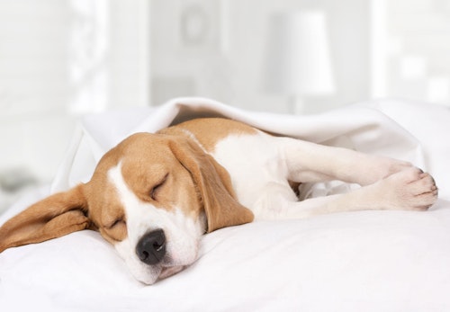 メス犬の陰部の赤い腫れの原因は 病院に行くべき症状と対処法について解説 獣医師監修 わんクォール メス犬の陰部の赤い腫れの原因は 病院に行くべき症状と対処法について解説 獣医師監修 わんクォール