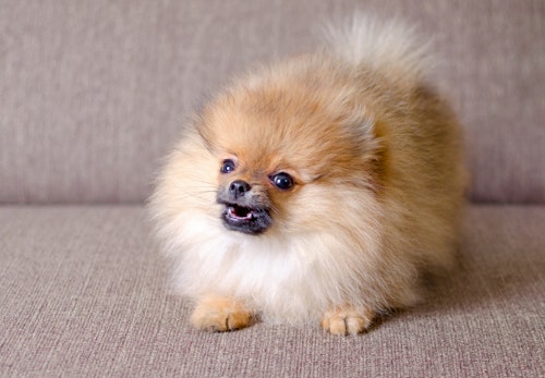 ポメラニアンの鳴き声がうるさい 無駄吠えの原因や対処法について解説 獣医師監修 わんクォール ポメラニアンの鳴き声がうるさい 無駄吠えの原因や対処法について解説 獣医師監修 わんクォール