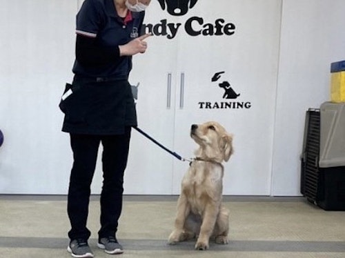 Andy Cafe のしつけ教室に参加する愛犬