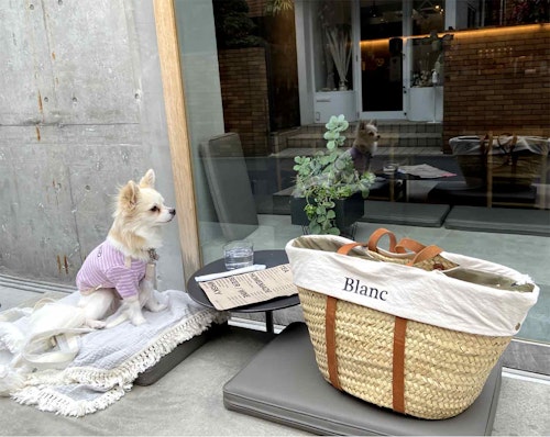 韓国っぽカフェ3選 都内で愛犬と行けるオススメおしゃれ店 原宿 代官山 不動前 わんクォール 韓国っぽカフェ3選 都内で愛犬と行けるオススメおしゃれ店 原宿 代官山 不動前 わんクォール