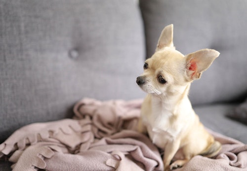 犬がピーピー鳴くのはなぜ その理由と対処法を解説 獣医師監修 わんクォール