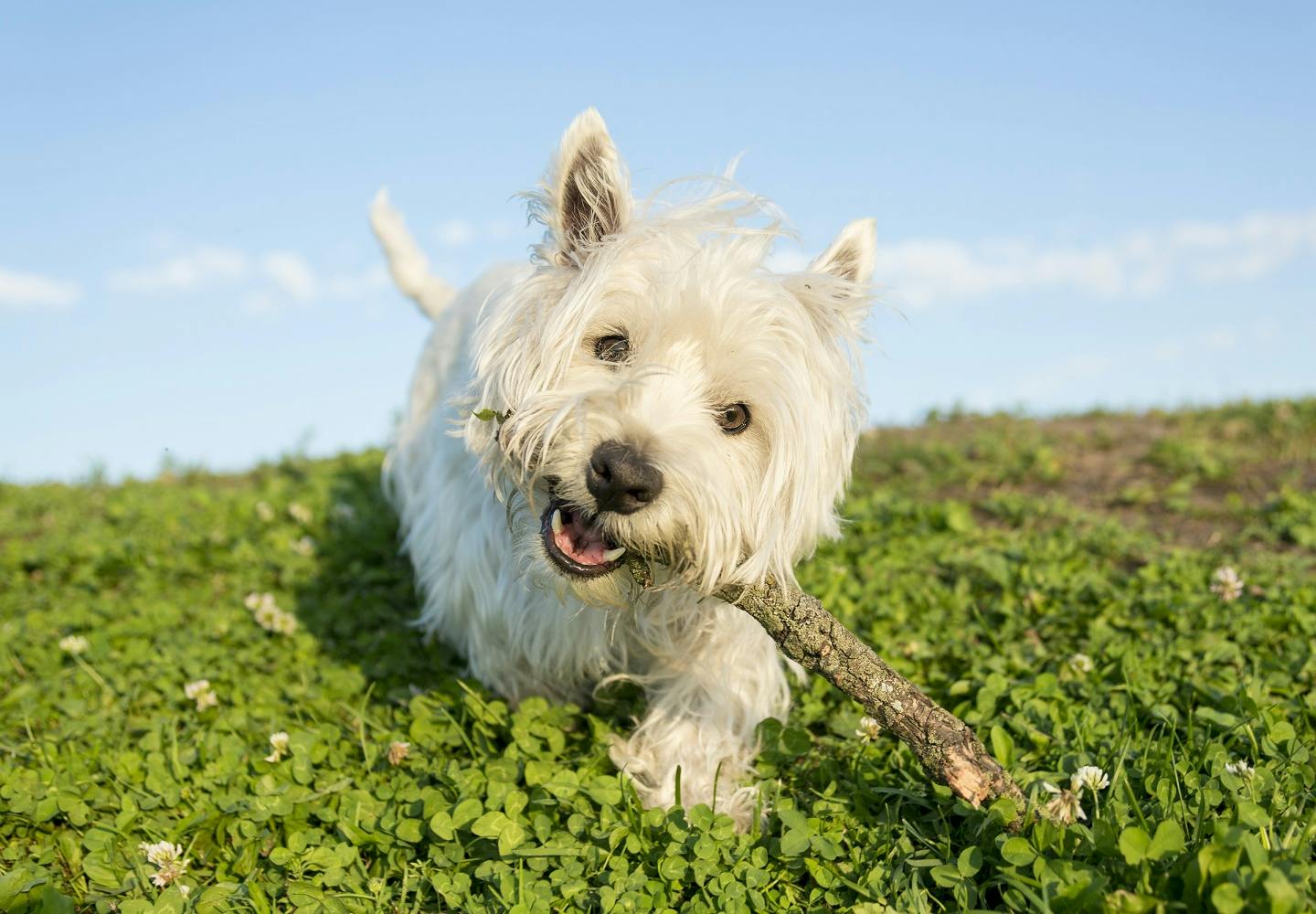 ウエスト・ハイランド・ホワイト・テリア（ウエスティ）の性格や特徴は