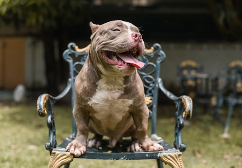アメリカンブリーの性格の特徴とは 飼う際の注意点やかかりやすい病気について解説 獣医師監修 わんクォール アメリカンブリーの性格の特徴とは 飼う際の注意点やかかりやすい病気について解説 獣医師監修 わんクォール