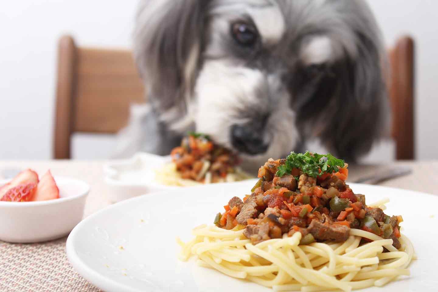 【肝機能も強化】愛犬の食いつき抜群！野菜たっぷりボロネーゼ〜春の薬膳レシピ〜