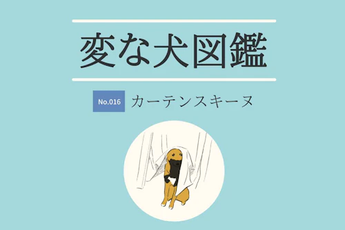変な犬図鑑no 016 カーテンスキーヌ カーテンの奥に隠れる犬の心理を獣医師が解説 わんクォール 変な犬図鑑no 016 カーテンスキーヌ カーテンの奥に隠れる犬の心理を獣医師が解説 わんクォール