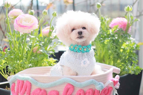 パラコードの首輪 簡単3ステップ お花モチーフデザインのチョーカー バックルタイプ を手作り わんクォール パラコードの首輪 簡単3ステップ お花モチーフデザインのチョーカー バックルタイプ を手作り わんクォール