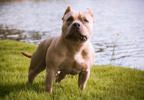 アメリカンブリーの性格の特徴とは 飼う際の注意点やかかりやすい病気について解説 獣医師監修 わんクォール アメリカンブリーの性格の特徴とは 飼う際の注意点やかかりやすい病気について解説 獣医師監修 わんクォール