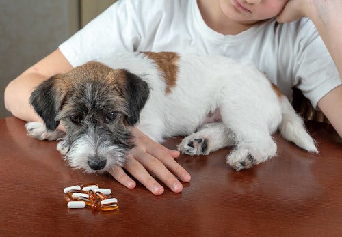 育犬ノイローゼとは？原因と対処法、ならないための予防策について解説【獣医師監修】