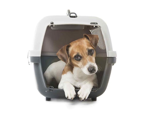 愛犬と飼い主のための防災特集 災害時に必要な知識をおさらいしよう わんクォール 愛犬と飼い主のための防災特集 災害時に必要な知識をおさらいしよう わんクォール