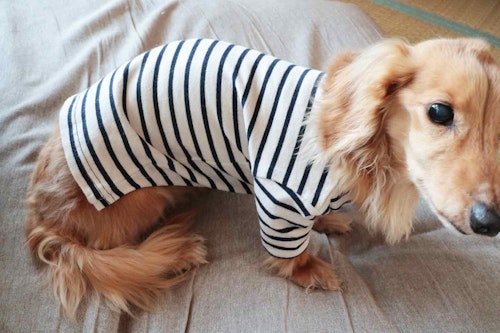 手作り犬服 サイズアウトした子供服を犬用にリメイクする方法 抜け毛 汚れ対策に わんクォール 手作り犬服 サイズアウトした子供服を犬用にリメイクする方法 抜け毛 汚れ対策に わんクォール