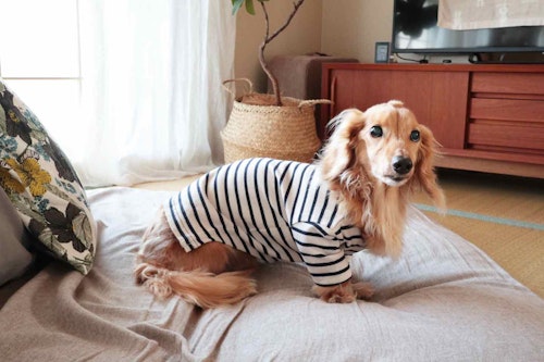 手作り犬服 サイズアウトした子供服を犬用にリメイクする方法 抜け毛 汚れ対策に わんクォール 手作り犬服 サイズアウトした子供服を犬用にリメイクする方法 抜け毛 汚れ対策に わんクォール