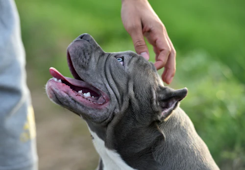 アメリカンブリーの性格の特徴とは 飼う際の注意点やかかりやすい病気について解説 獣医師監修 わんクォール アメリカンブリーの性格の特徴とは 飼う際の注意点やかかりやすい病気について解説 獣医師監修 わんクォール