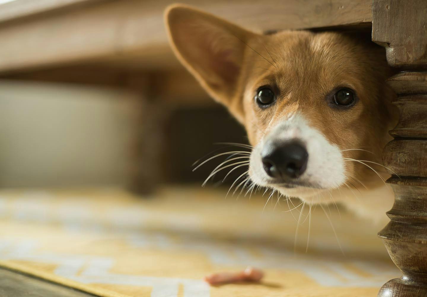 【保存版】愛犬を地震から守るには？地震後の正しい対応と同行避難の仕方、もしものための備えについて解説【獣医師監修】