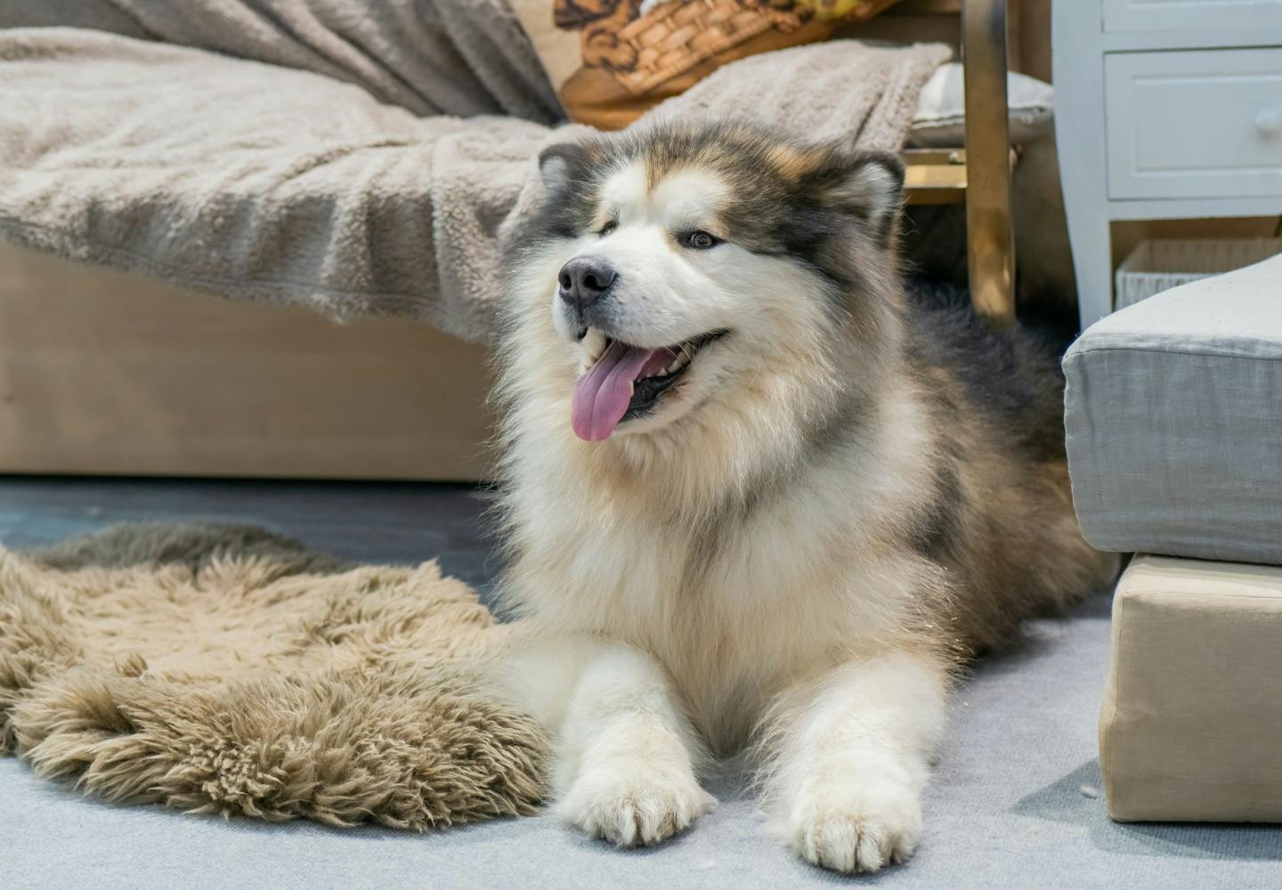 アラスカン・マラミュートの性格や特徴とは？飼う際の注意点やかかり